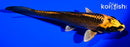 6.75" KIN ORENJI MATSUBA