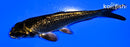 4.25" GINRIN MUKASHI OGON