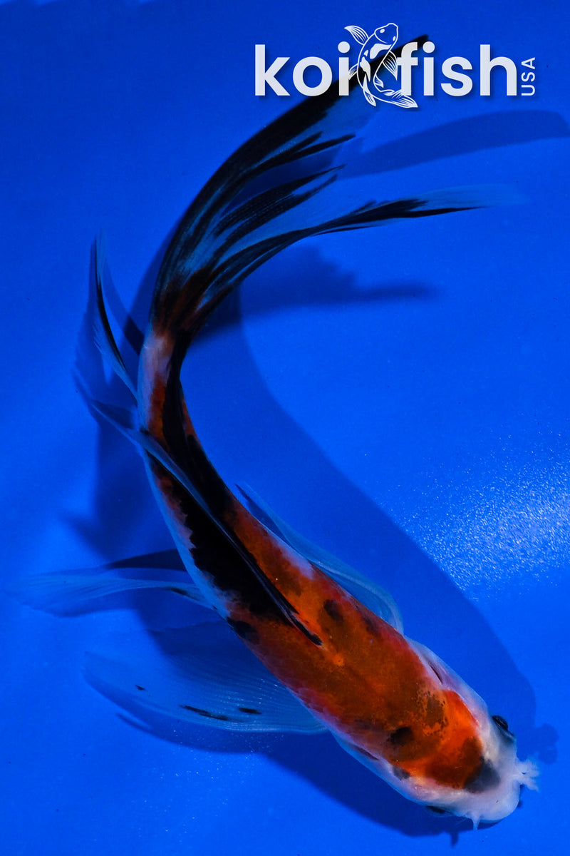5" SANKE BUTTERFLY