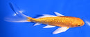5.5" ORENJI OGON BUTTERFLY