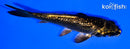 4.25" GINRIN MUKASHI OGON
