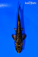 4.25" GINRIN MUKASHI OGON