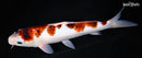 12.25" AI GOROMO