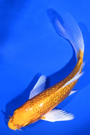 5.5" ORENJI OGON BUTTERFLY