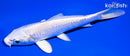 5.25" PLATINUM OGON