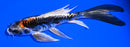 5.5" BENI KIKOKURYU BUTTERFLY