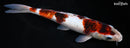 12.25" AI GOROMO