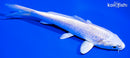 5.25" PLATINUM OGON