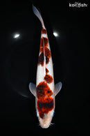 12.25" AI GOROMO