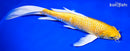 9" YAMABUKI OGON BUTTERFLY