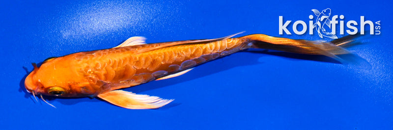 5.5" ARAGOKE ORENJI OGON BUTTERFLY
