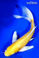 9" YAMABUKI OGON BUTTERFLY