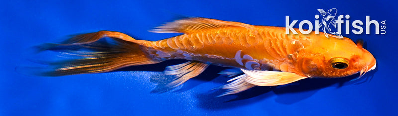 5.5" ARAGOKE ORENJI OGON BUTTERFLY