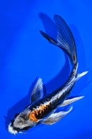 5.5" BENI KIKOKURYU BUTTERFLY