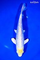 9" GINRIN LEMON HARIWAKE