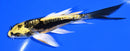 5" KIN KIKOKURYU BUTTERFLY