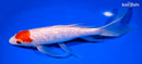9.25" GINRIN TANCHO KOHAKU BUTTERFLY