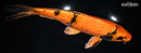11" KIN HI UTSURI