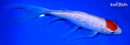 9.25" GINRIN TANCHO KOHAKU BUTTERFLY