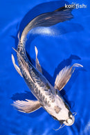 10.5" KIN KIKOKURYU BUTTERFLY