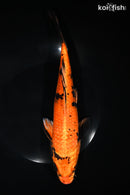 11" KIN HI UTSURI