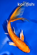 5.5" ARAGOKE ORENJI OGON BUTTERFLY