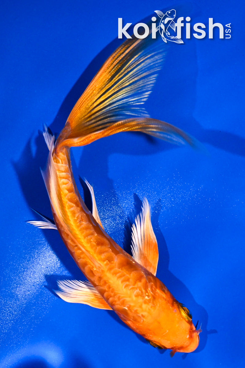 5.5" ARAGOKE ORENJI OGON BUTTERFLY
