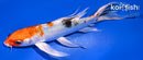 6.5" YAMATO NISHIKI BUTTERFLY