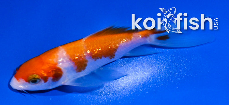 4" GINRIN KOHAKU BUTTERFLY