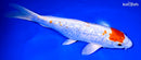 9.25" GINRIN MARUTEN HARIWAKE