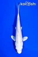 5.25" PLATINUM OGON
