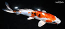10.25" HEISEI NISHIKI