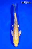 7.25" GINRIN YAMABUKI OGON