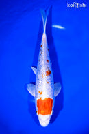 9.25" GINRIN MARUTEN HARIWAKE
