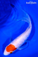9.25" GINRIN TANCHO KOHAKU BUTTERFLY