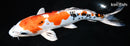 10.25" HEISEI NISHIKI
