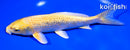 7.25" GINRIN YAMABUKI OGON