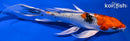 6.5" YAMATO NISHIKI BUTTERFLY