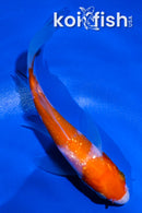 4" GINRIN KOHAKU BUTTERFLY