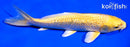 7.25" GINRIN YAMABUKI OGON