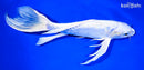 10" DOITSU PLATINUM OGON BUTTERFLY