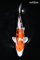 10.25" HEISEI NISHIKI