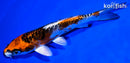5.5" BENI KIKOKURYU