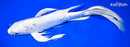 10" DOITSU PLATINUM OGON BUTTERFLY