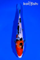 6.75" SANKE