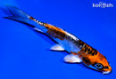 5.5" BENI KIKOKURYU