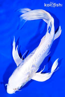 10" DOITSU PLATINUM OGON BUTTERFLY