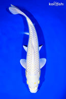 9.25" CREAMY OGON