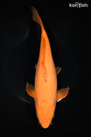 11" CHAGOI