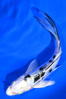 5.5" DOITSU GIN SHIRO BEKKO BUTTERFLY